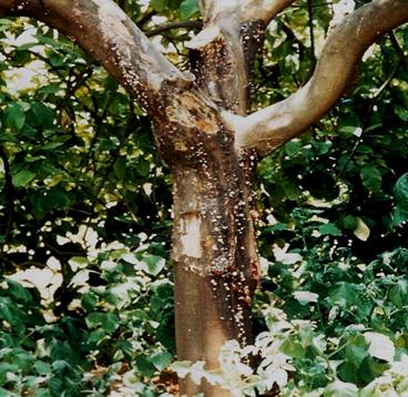 Turunçgillerde Gövde Zamklanma ve Kahverengi Meyve Çürüklüğü